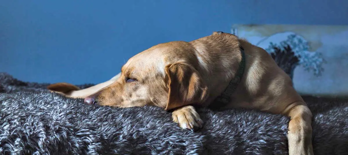 dog sleeping fluffy blanket