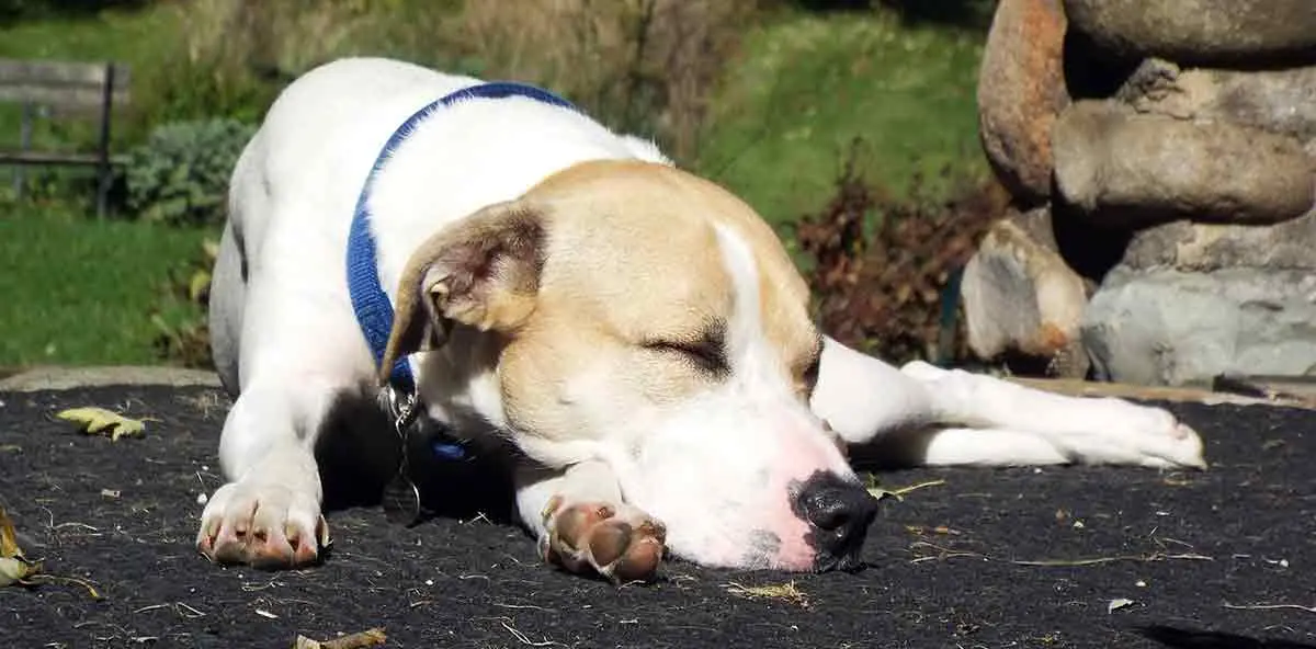 dog sleeping in sun