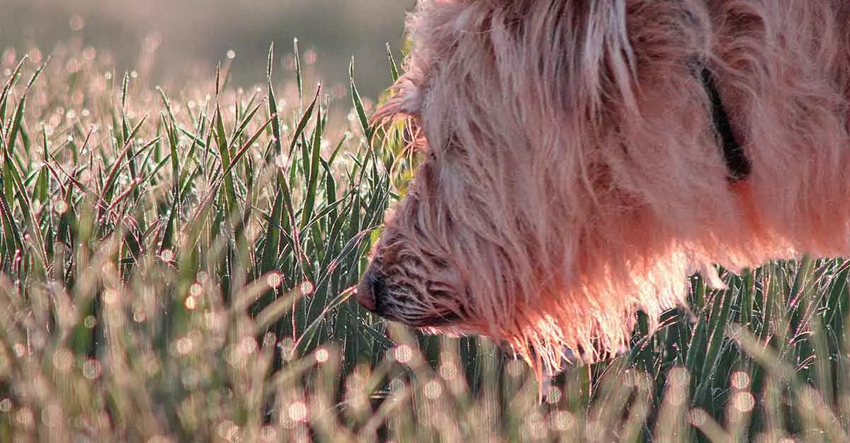 dog smell scent memory