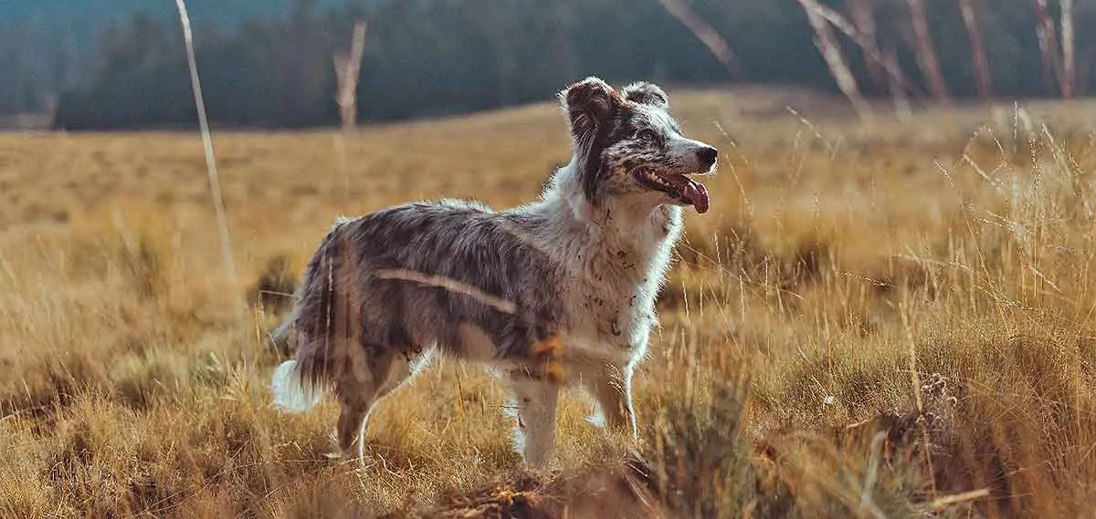 dog_standing_field