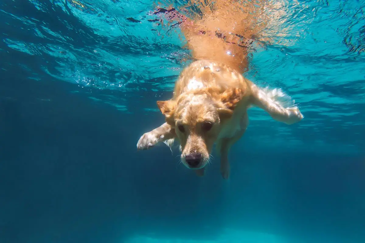 dog swimming