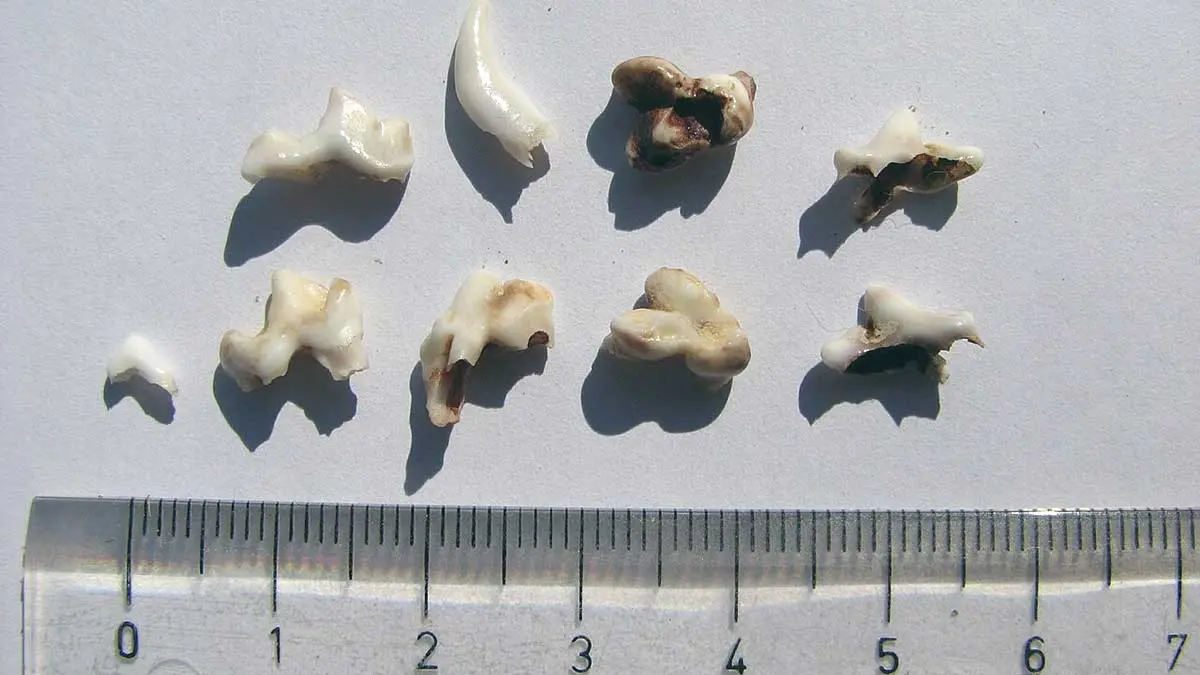 dog teeth