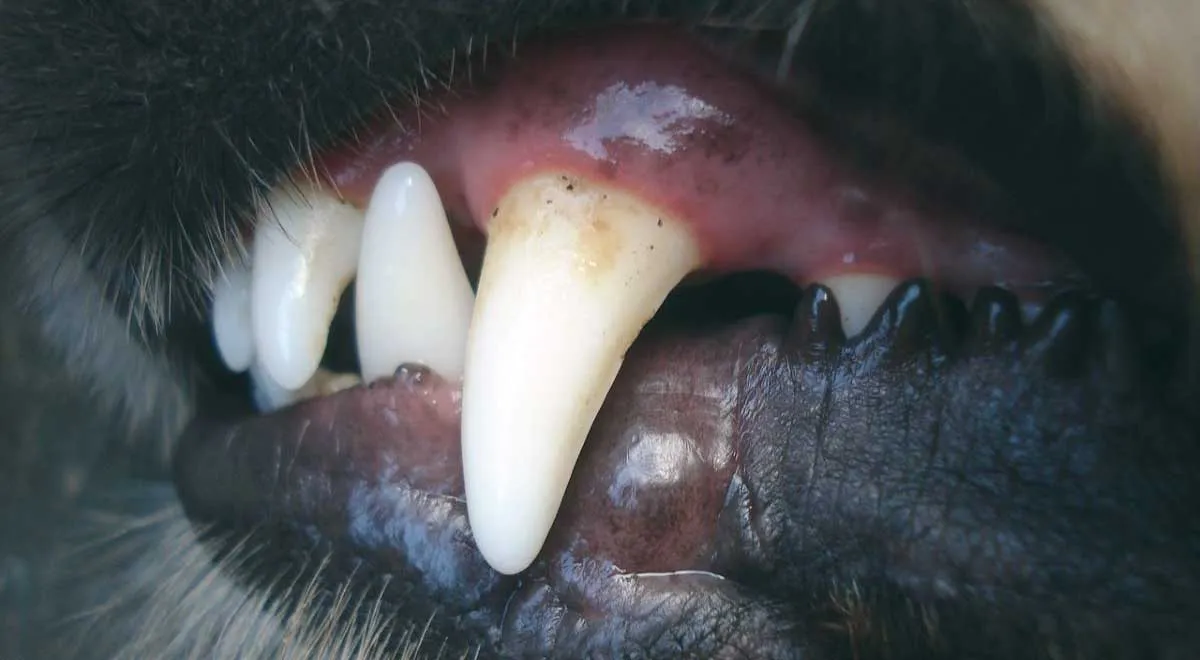 dog tooth closeup