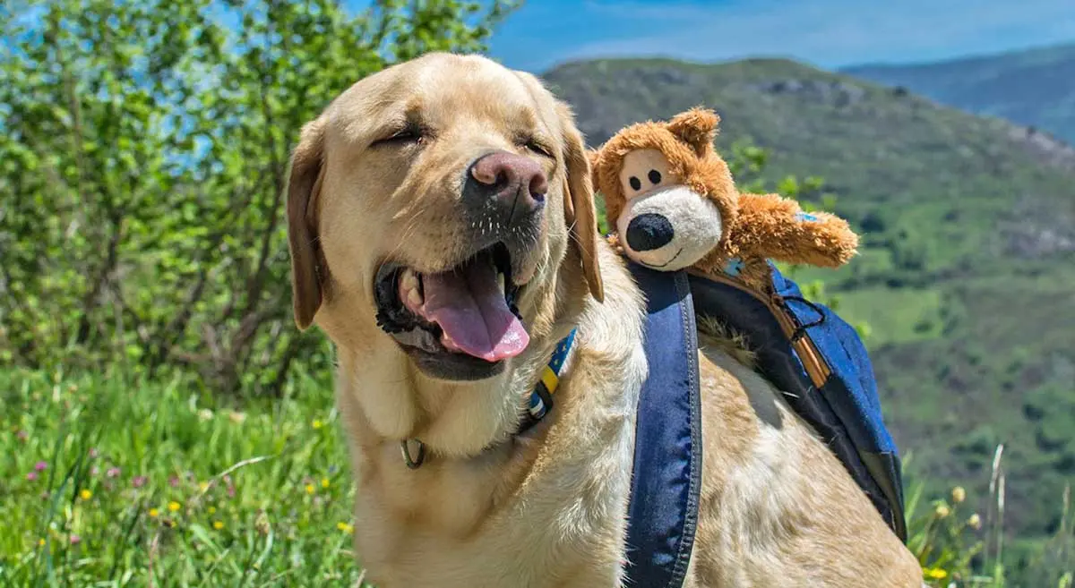 dog travel backpack