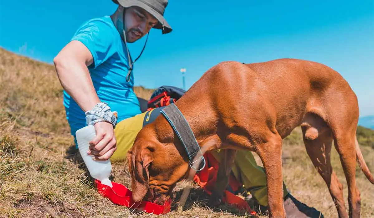 dog travel water bowl