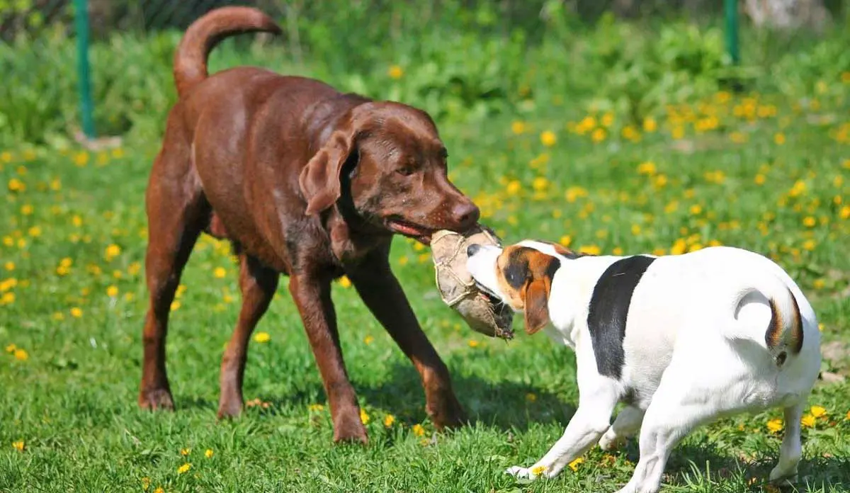 dog tug o war