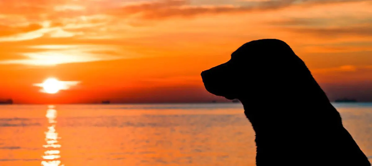 dog watching sunset