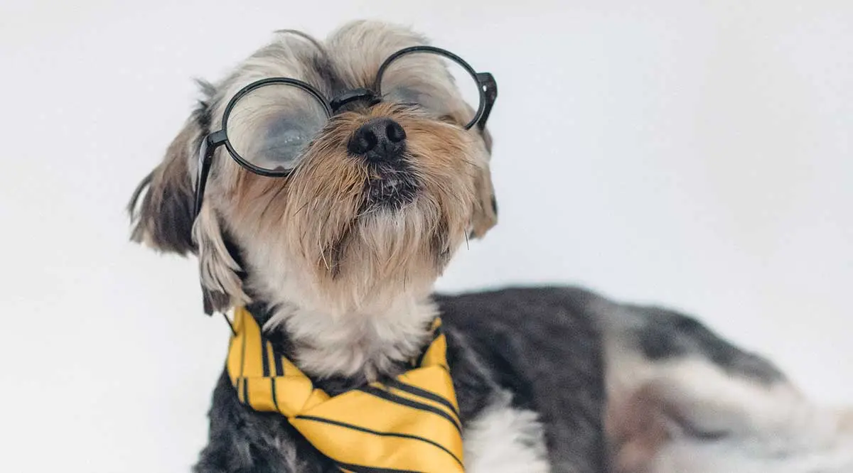 dog wearing glasses