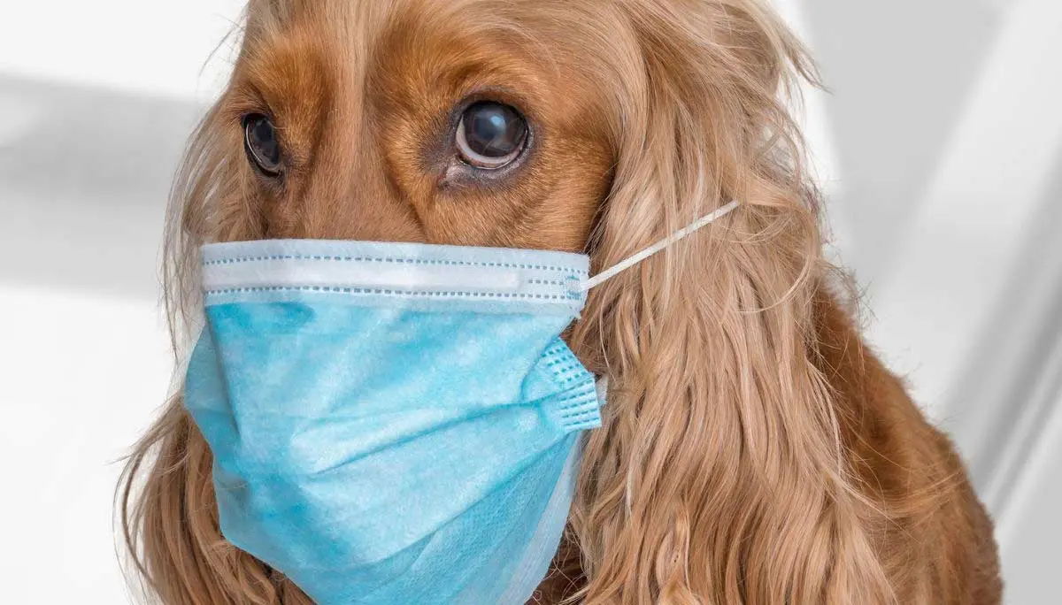 dog wearing surgical mask