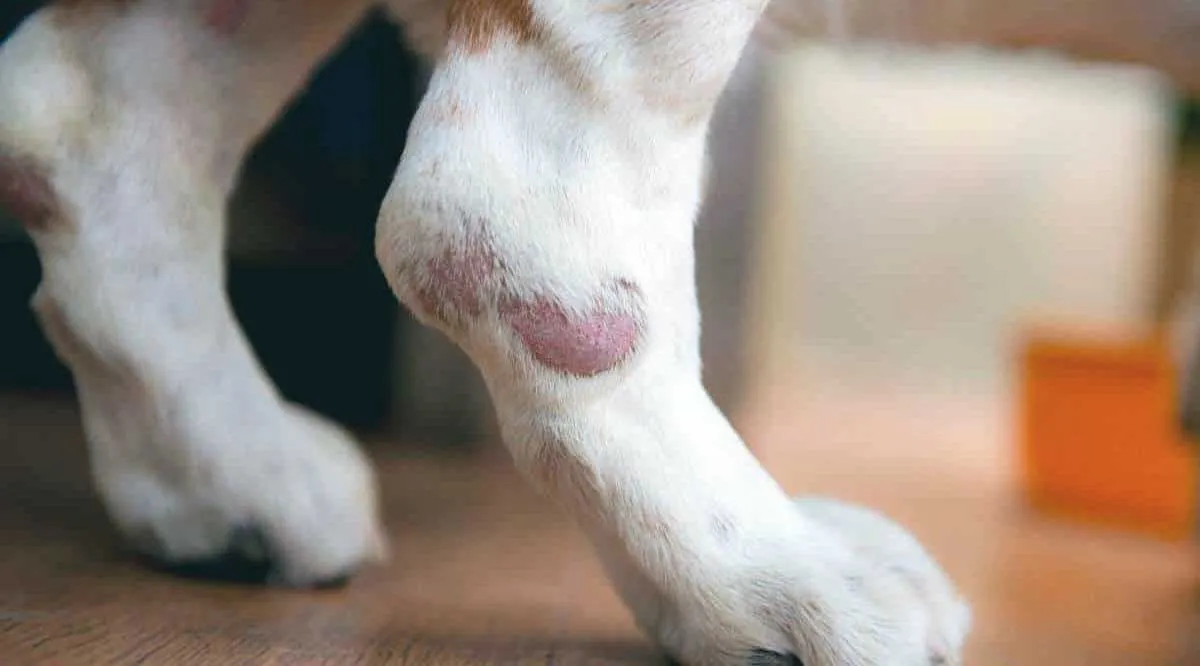 dog with cancer on foot
