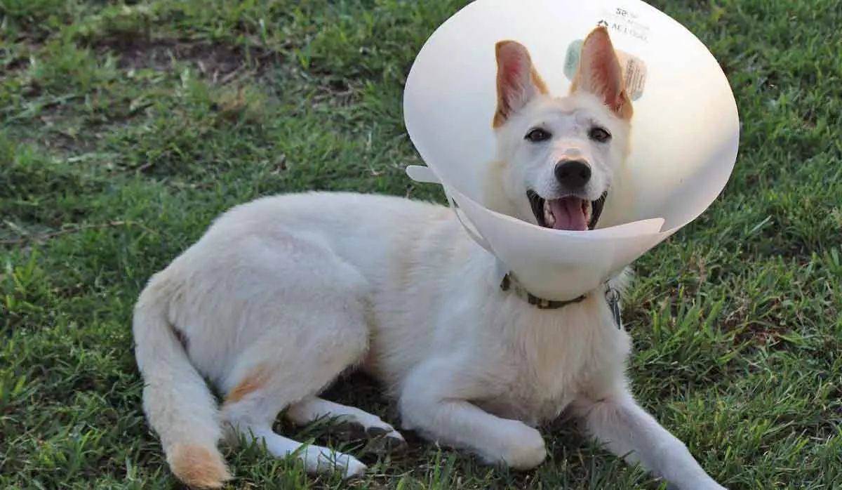 dog with cone