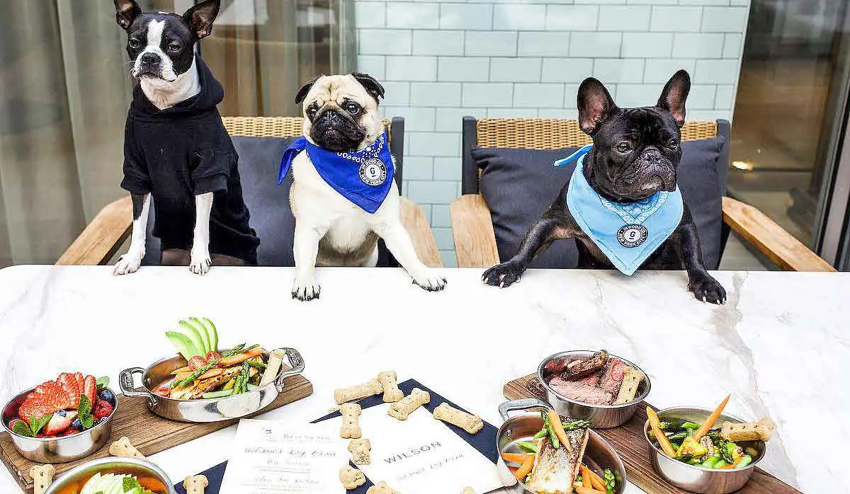 dogs at restaurant table