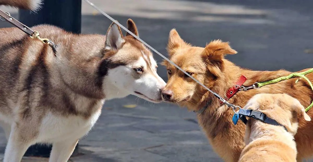 dogs friendly greeting