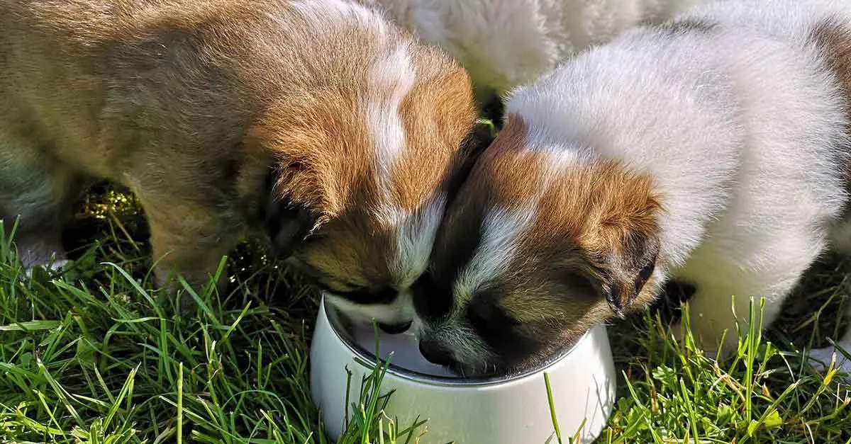 dogs puppies drinking milk
