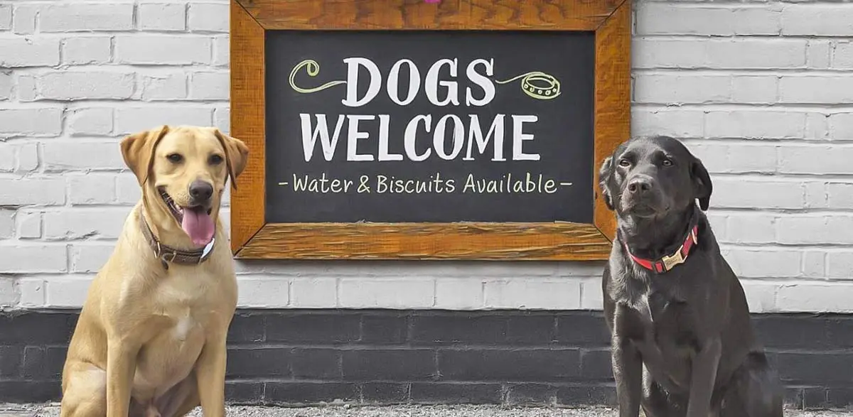 dogs welcome bar