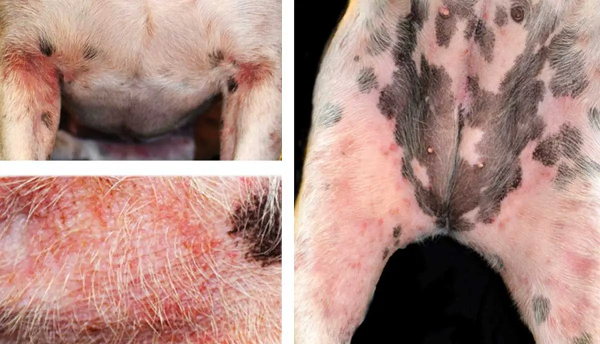 dogs with atopic dermatitis