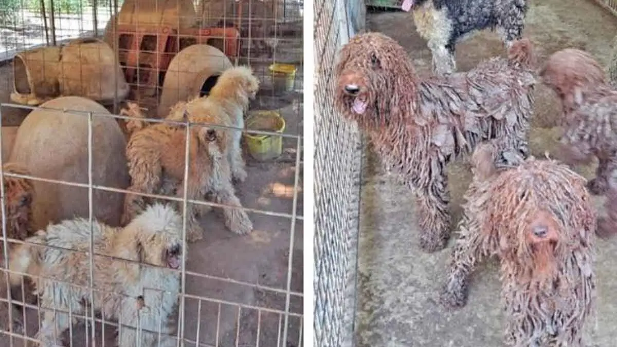 doodle cruelty case puppy mill