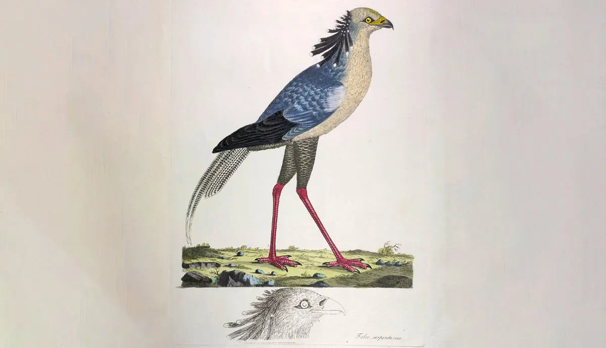 drawing of secretary bird