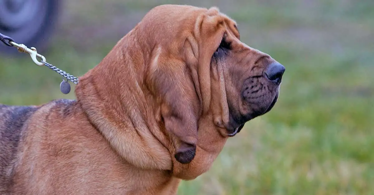 droopy bloodhound