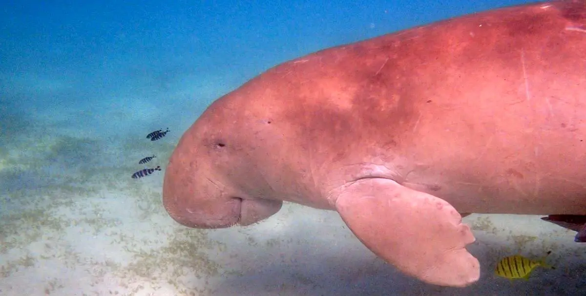 dugong