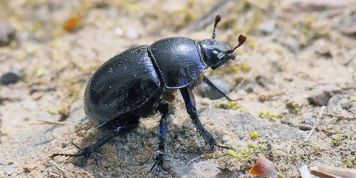 dung beetle