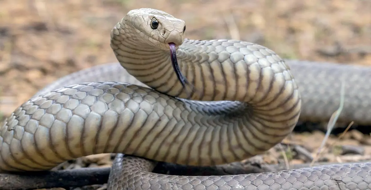 eastern brown snake