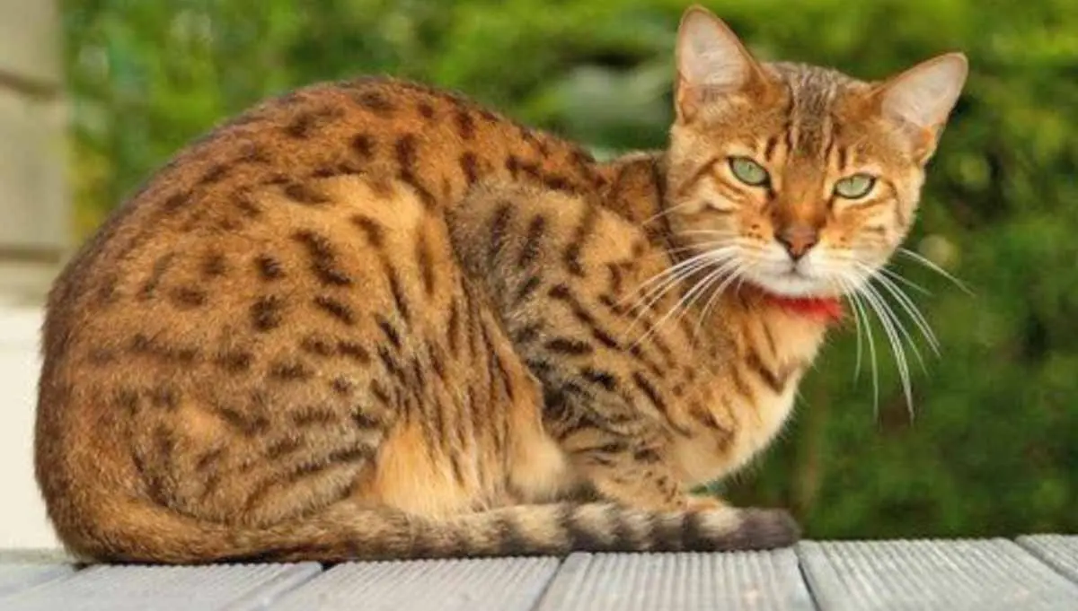 egyptian mau cat