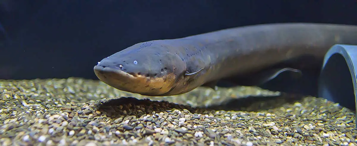 electric eel resting