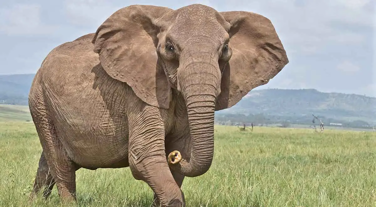 elephant in wild savannah