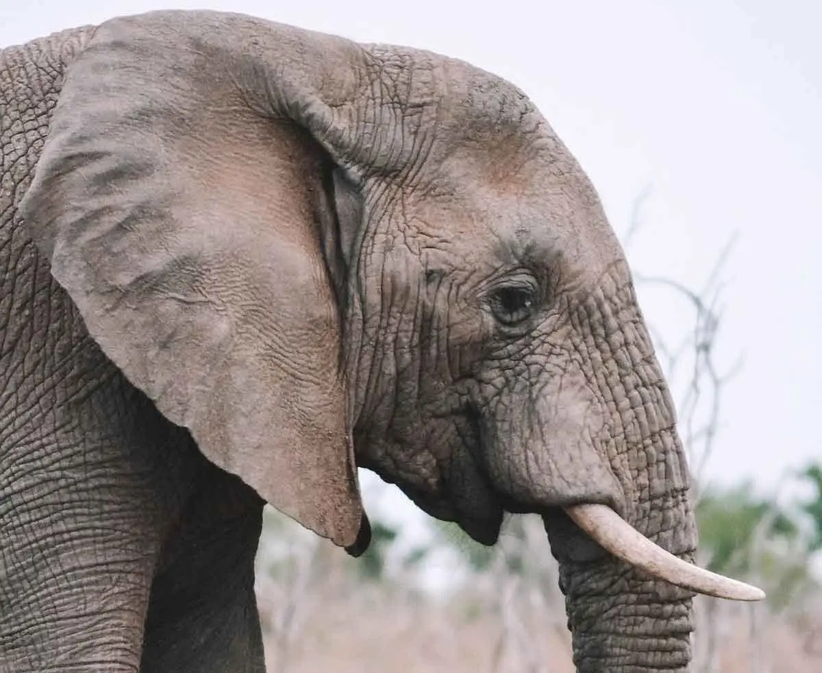 elephant profile