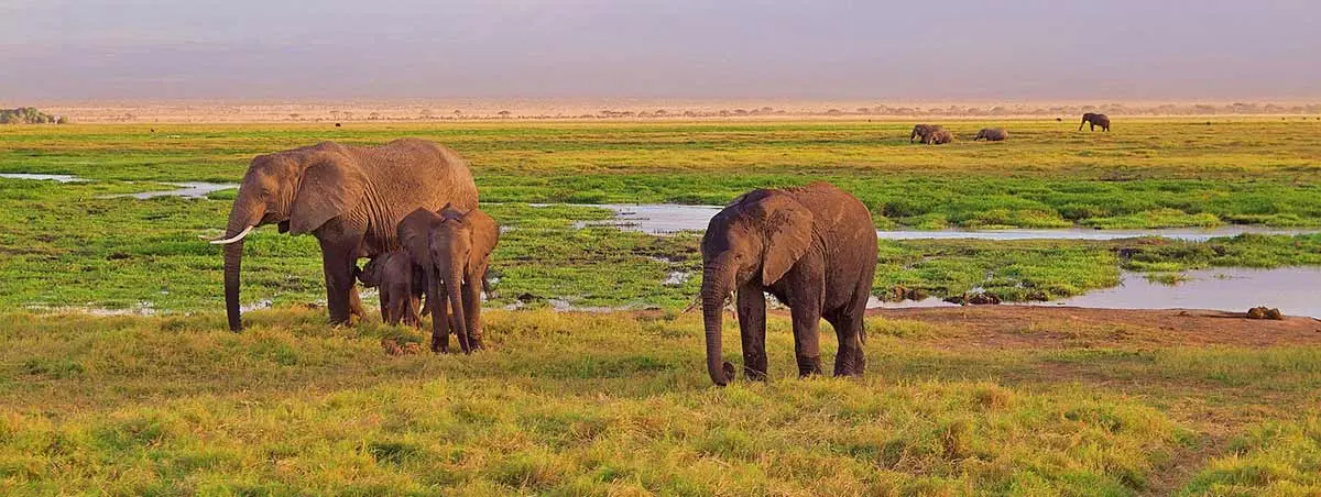 elephants on african savannah