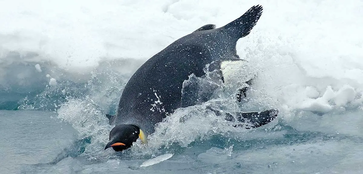 emperor penguin diving off an ice shelf