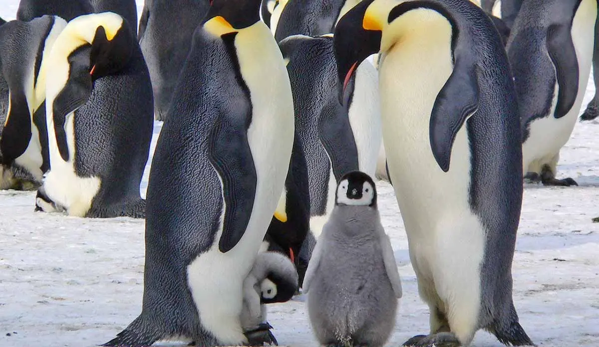 emperor penguins standing on ice with two chicks