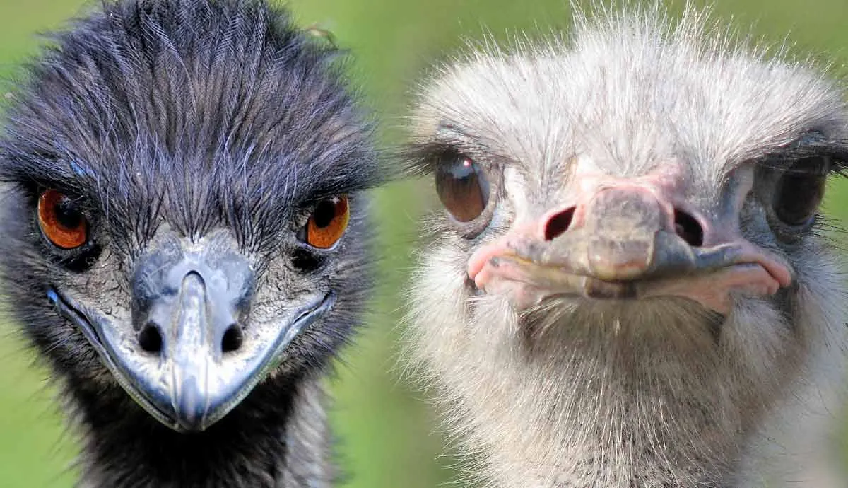 emus vs ostriches