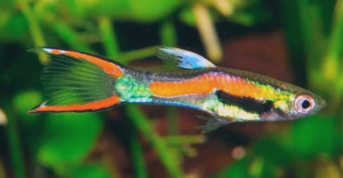 endlers livebearers