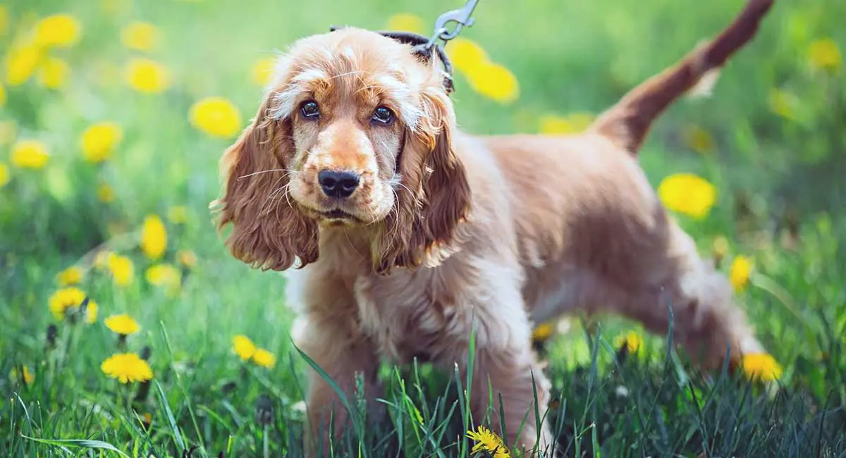 english cocker spaniel in field