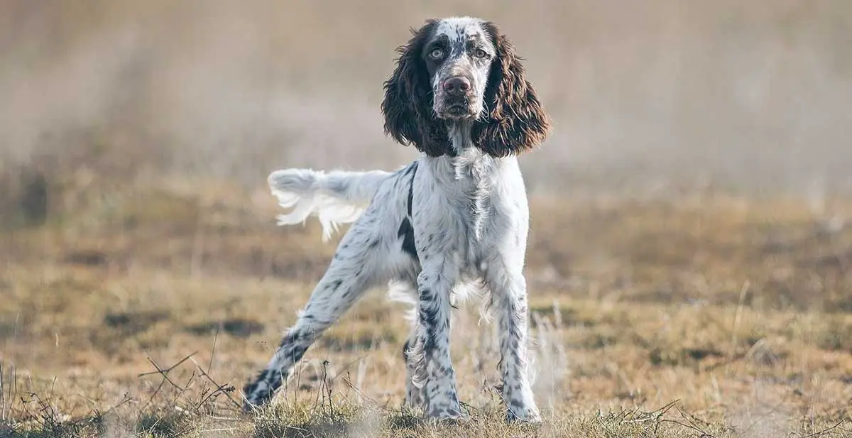 english springer spaniel looking at camera