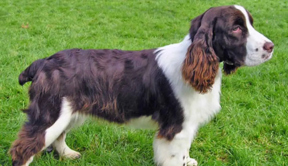 english springer spaniel side bright green grass