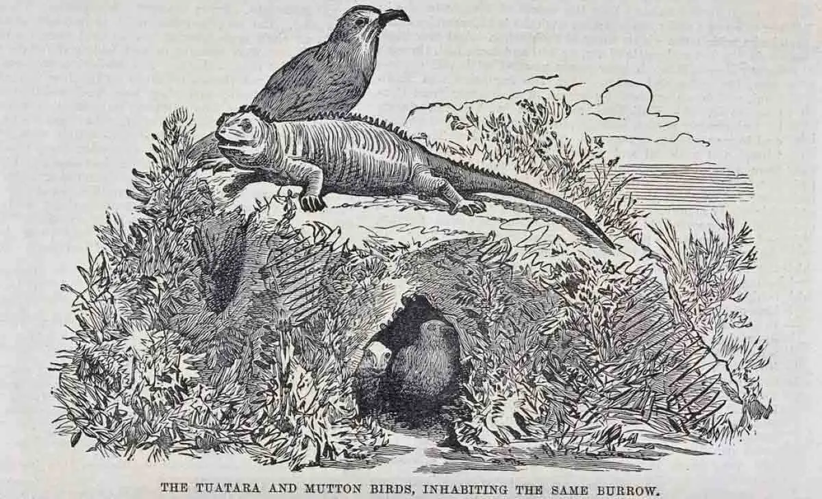 engraving of tuatara and shorebirds