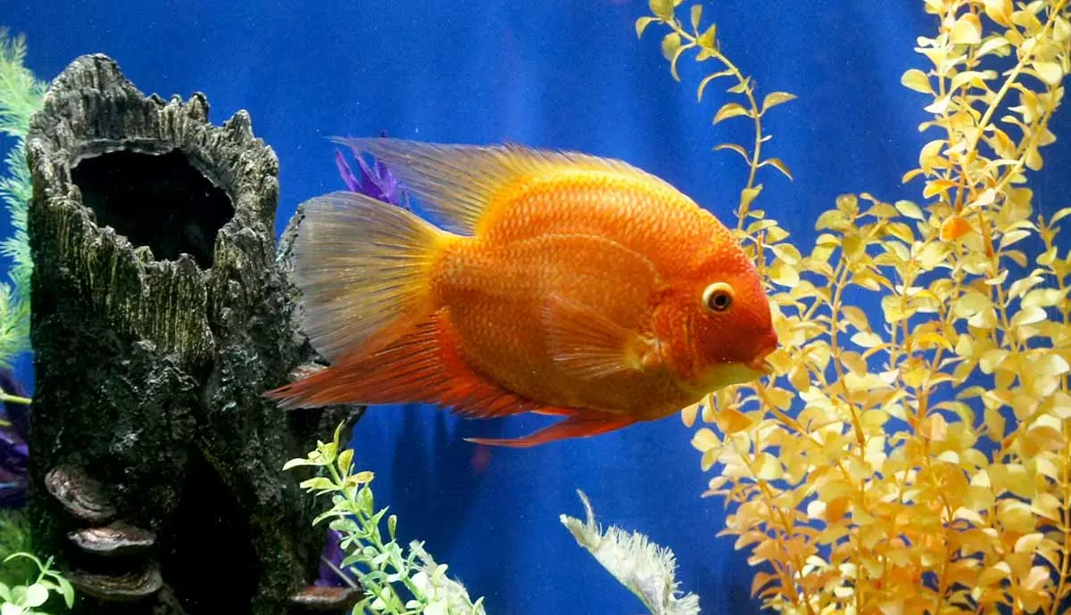 environment enrichment ideas for pet fish