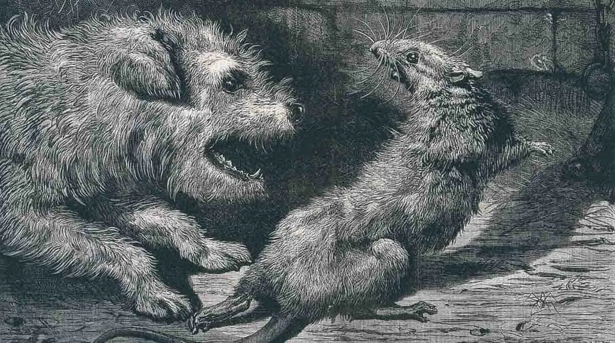 etching of rat with dog