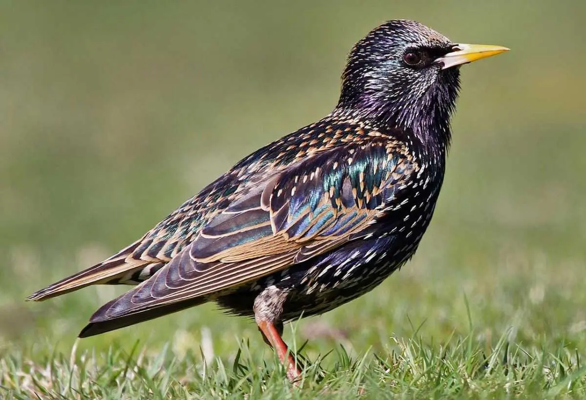 european starling