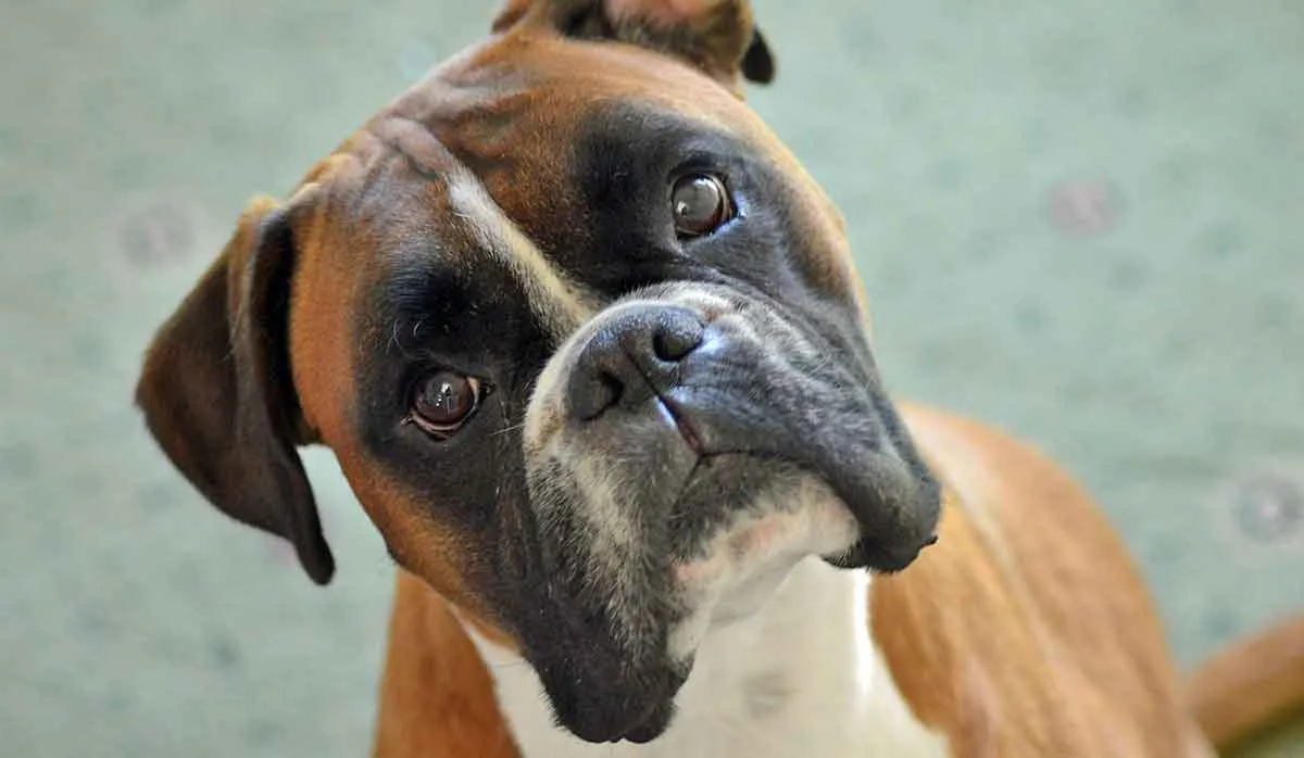 face of a boxer dog