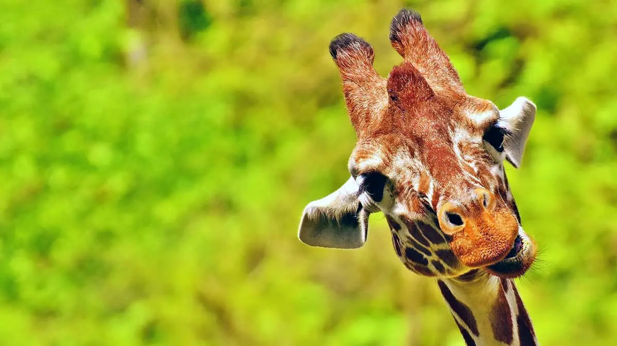 face of a giraffe moving its lips against green background
