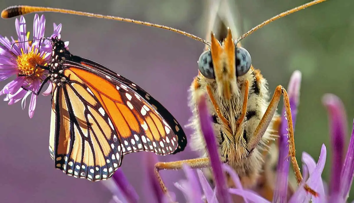 facts about butterflies