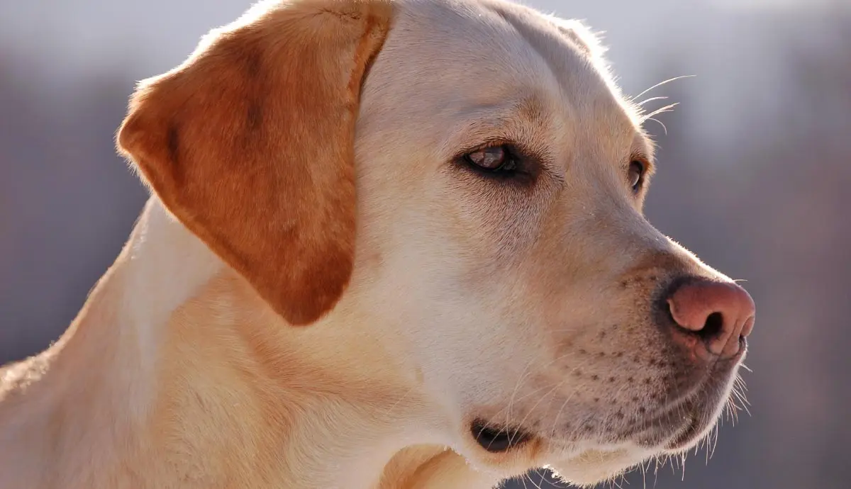 facts about labrador retrievers