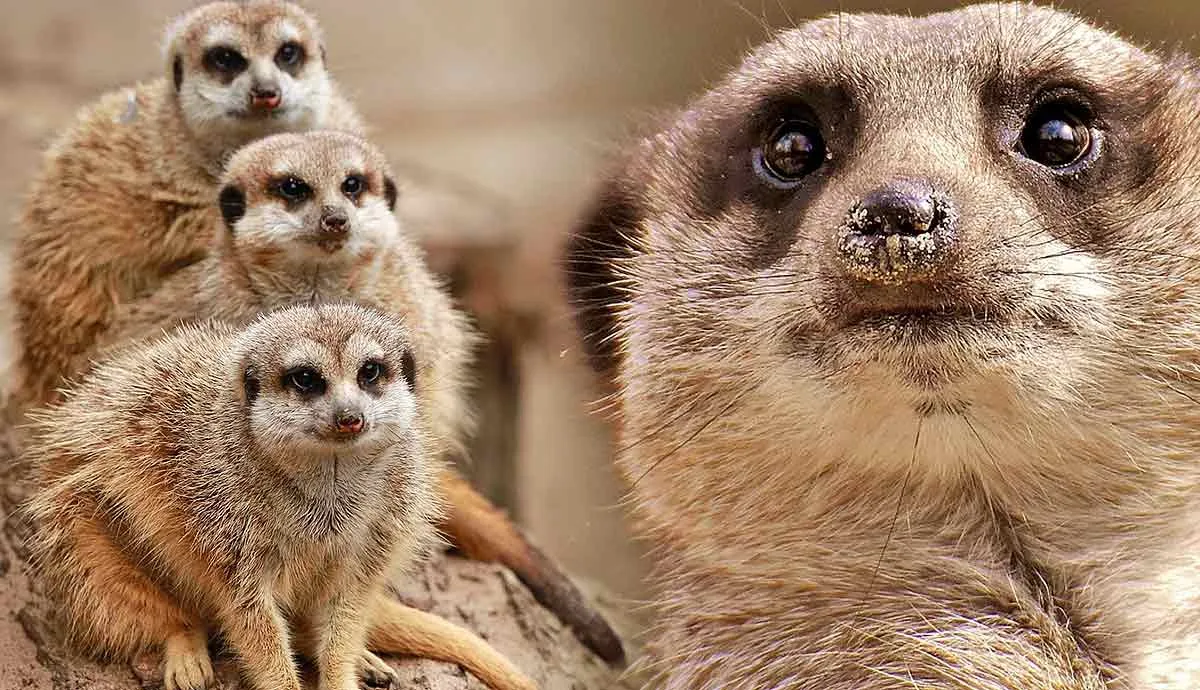 facts about meerkats