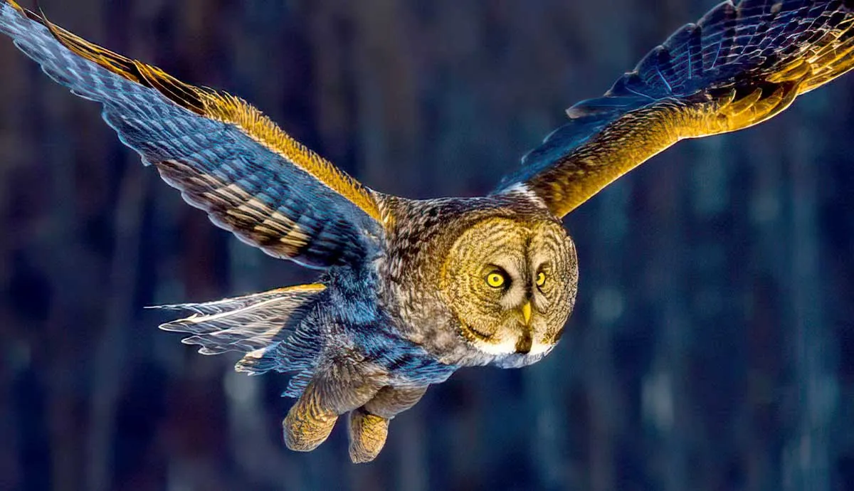 facts about owls and their nightlife