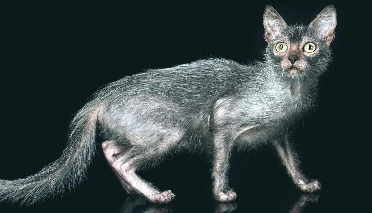 facts about the lykoi