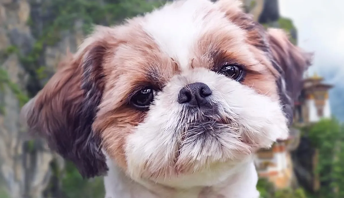 facts about the shih tzu the pampered pooch